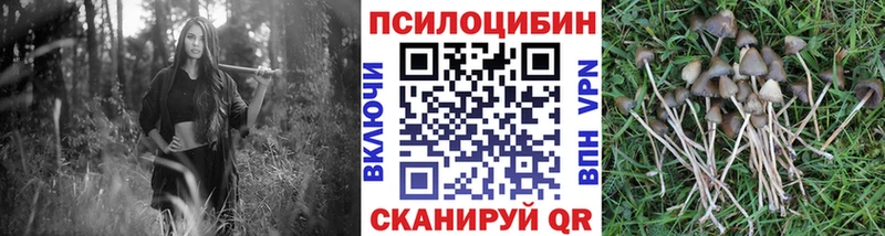Галлюциногенные грибы мицелий  kraken маркетплейс  Гудермес 